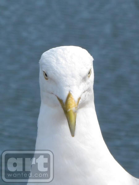 Mr Seagull
