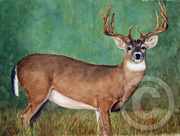 12 Point Pride