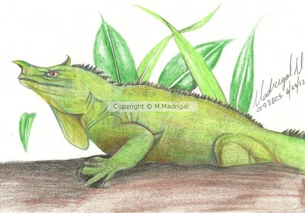 Lizard