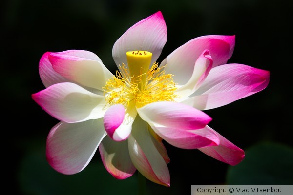 Sea Rose