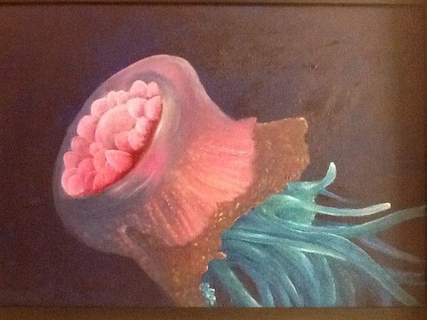 Jellyfish