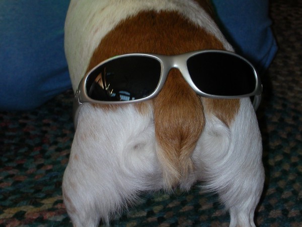 My puppy
