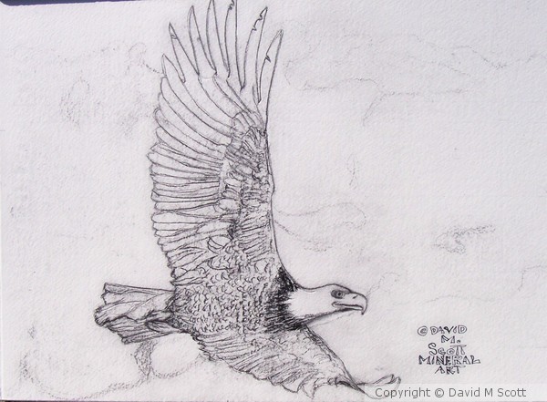 America bald Eagle