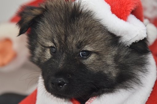 puppies (64)