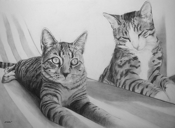 Two Cats