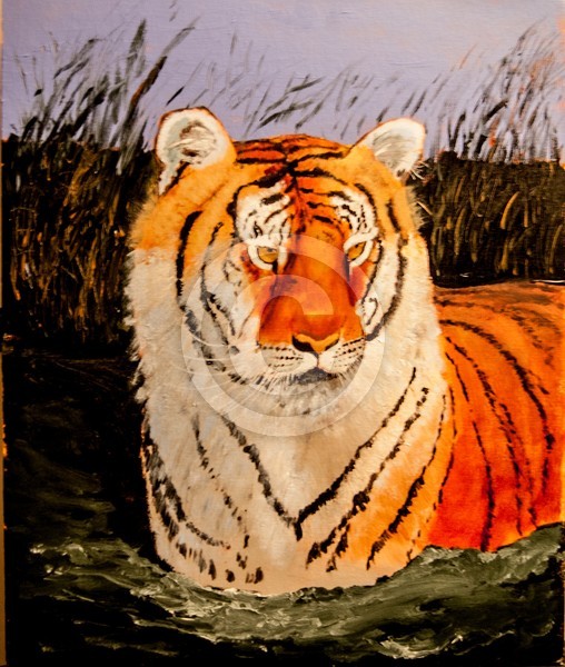 Tiger Cooling Off