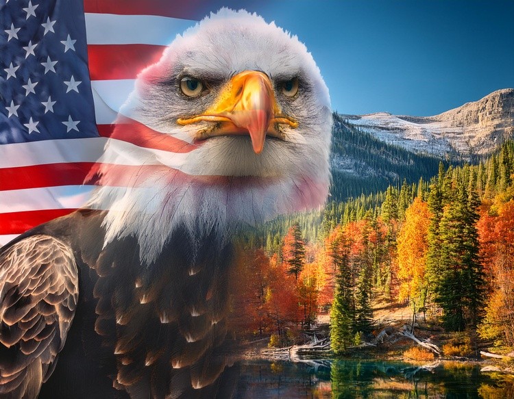  first image is a Majestic American Bald Eagle with American fl