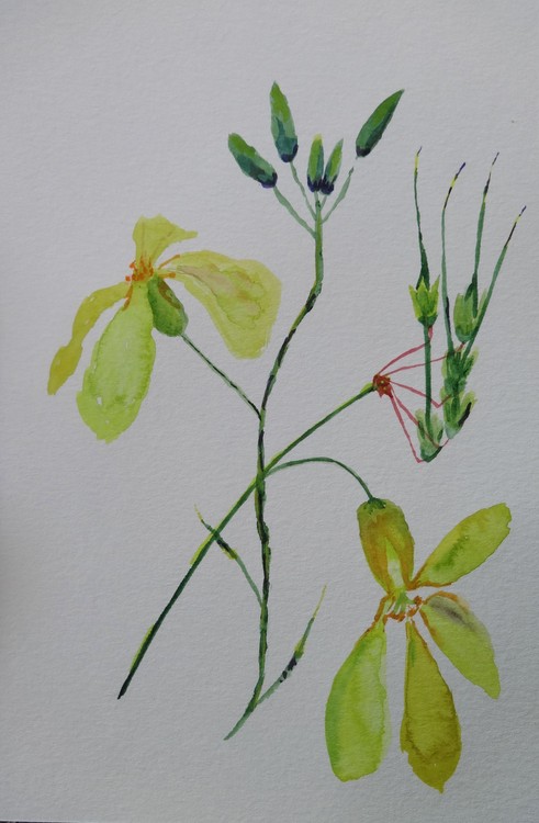 Elegant weeds