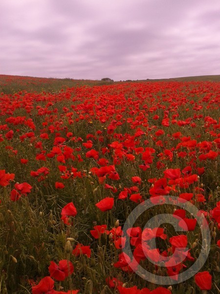 Poppies