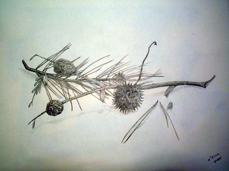 Nature Still Life