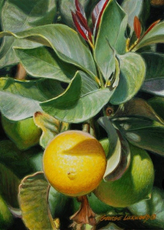 Summer Lemons