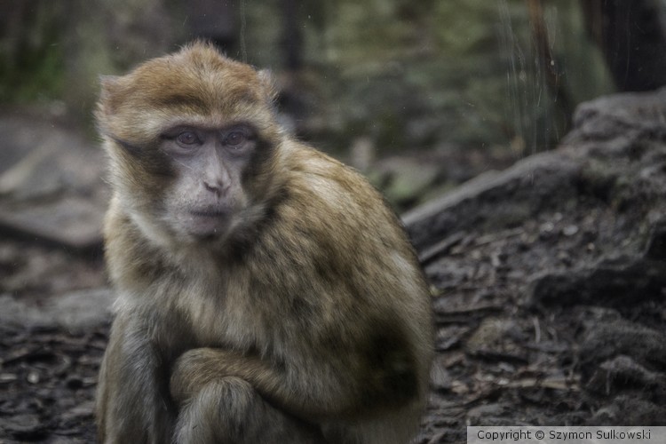 Edinburgh Zoo