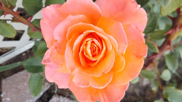 Beautiful Rose