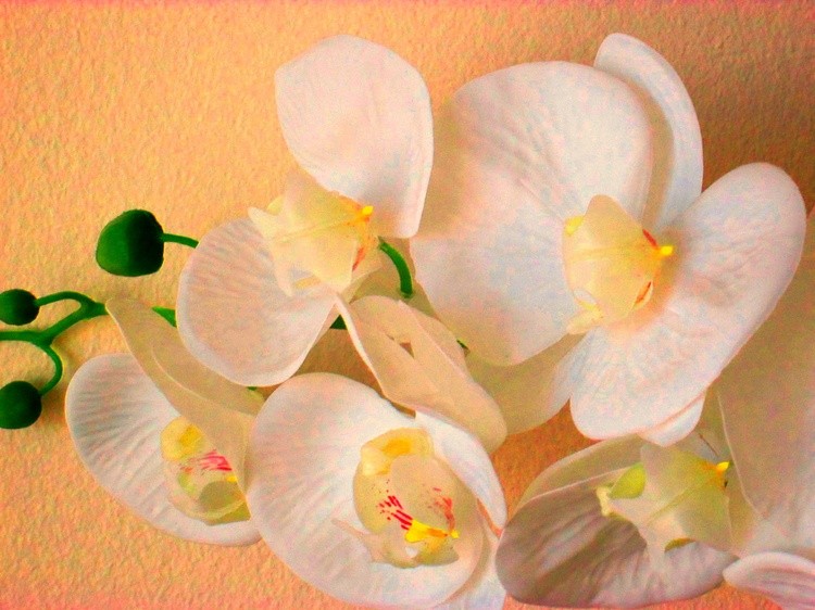 Orchids