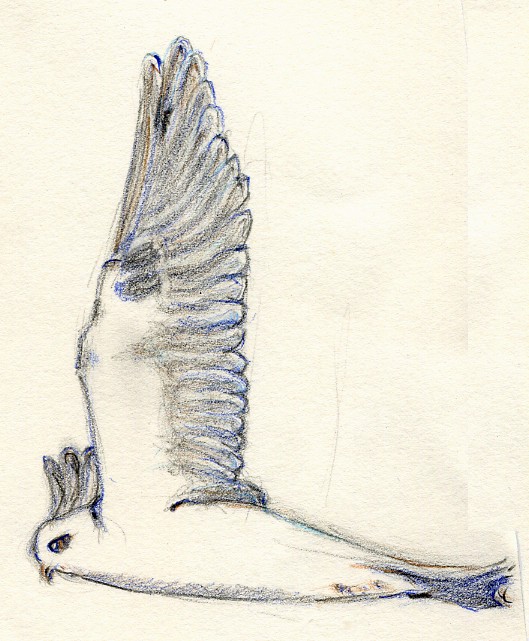 White-Tailed Kite Drawing