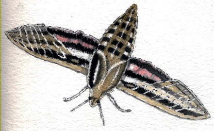 Sphinx Moth Drawing