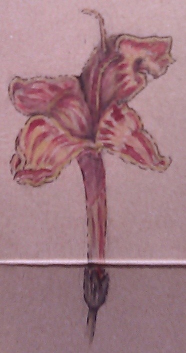 Cape Fuchsia Watercolor