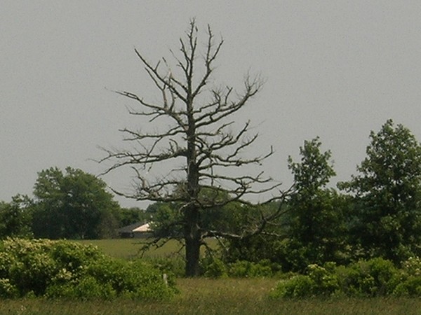 branching out