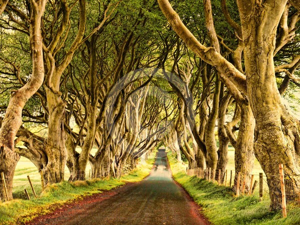 WarmHedgesSmall