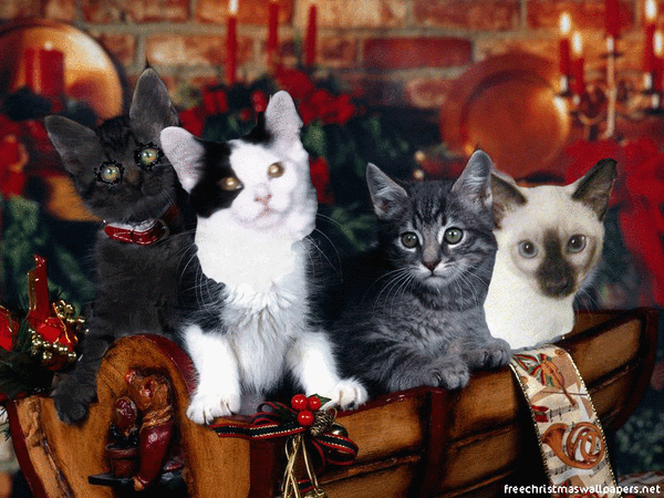 Christmas Kitties