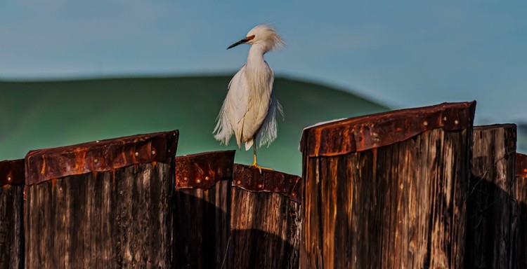 Snowy Egret at Ferry Point - March 13  2026