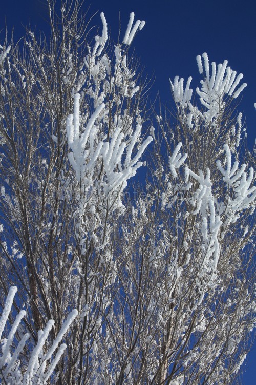 Cold & Frosty