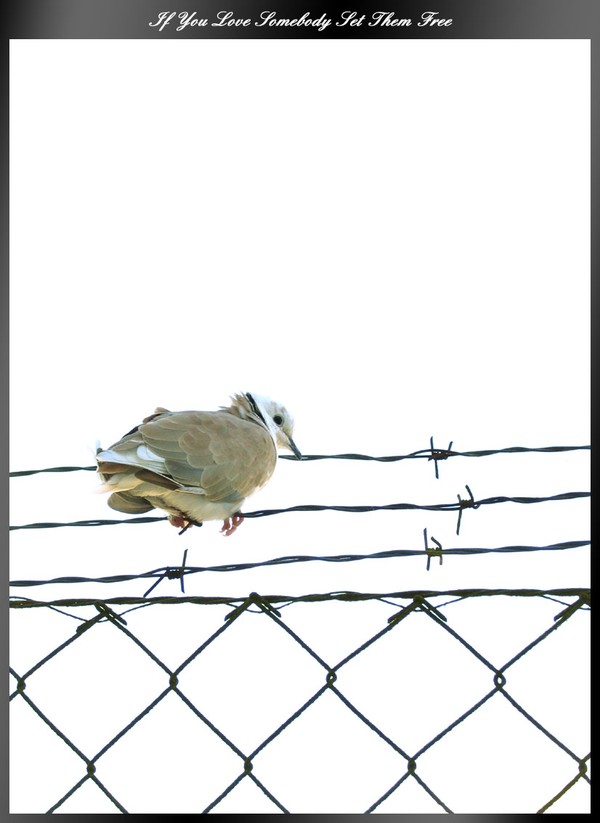 If you love someone set them free