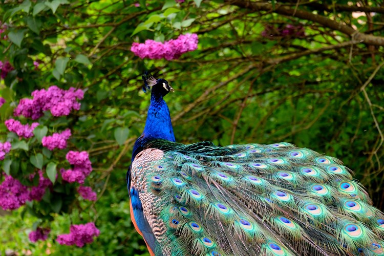 beautiful bird