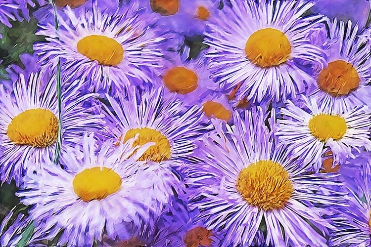Violet Asters