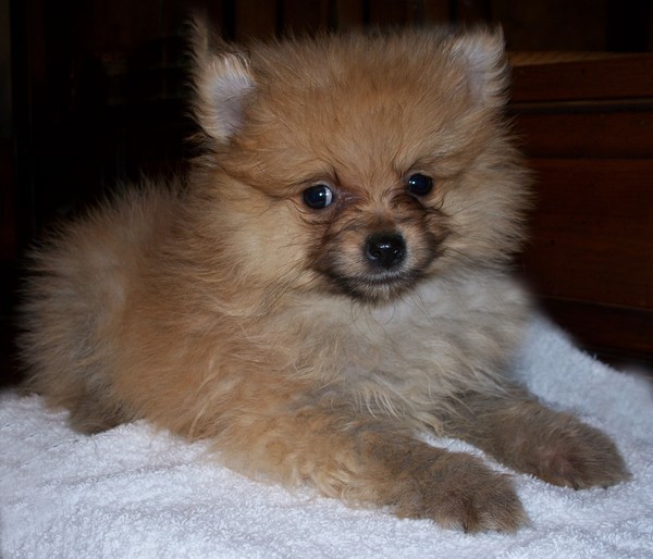 Pom Pup