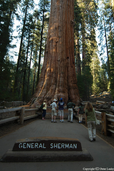 General Sherman Tree