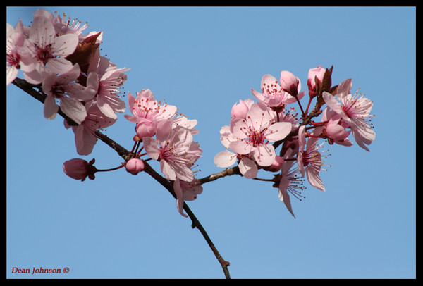 Spring Blossoms