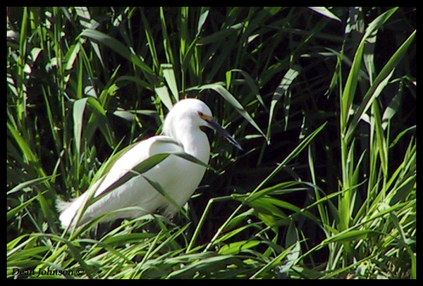 Snowy Egret2