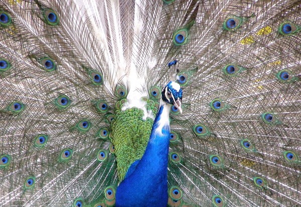 between the colorful feathers