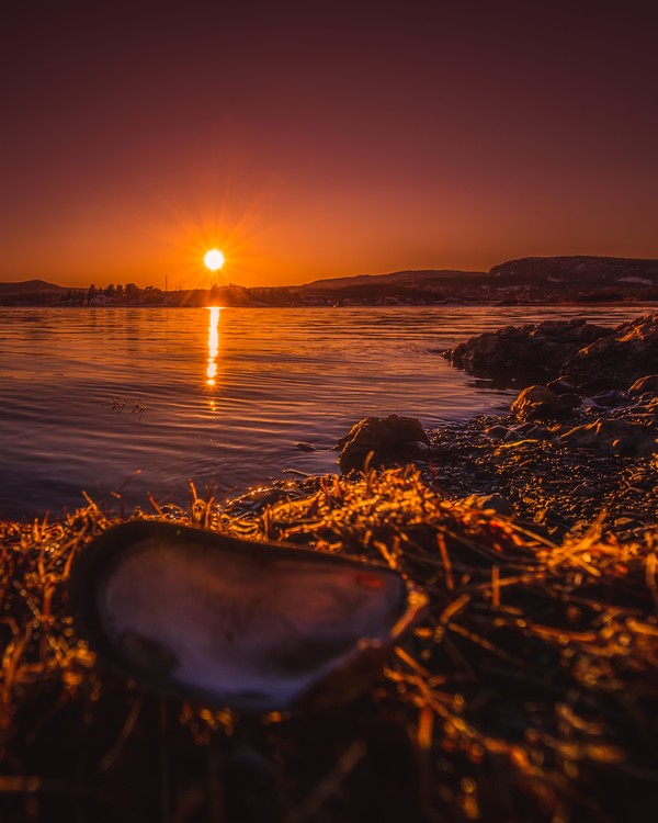 Shell in the sun
