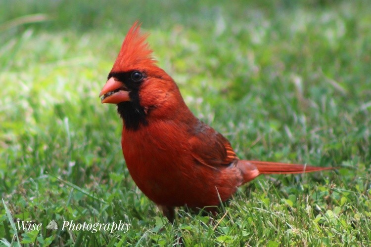 Cardinal