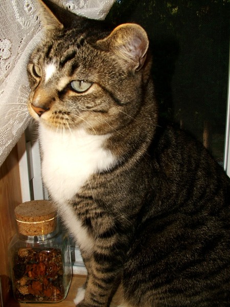 MEET TOM