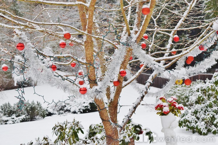 Season Greeting's