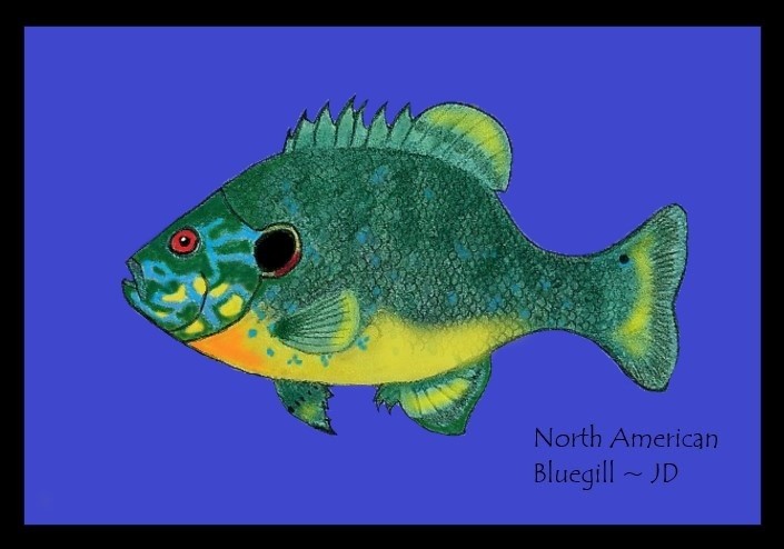 Hooked on Bluegill 