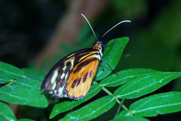 The Monarch