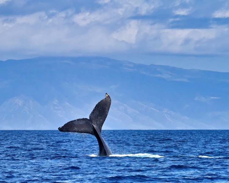 8 x10 Little Whale Tail