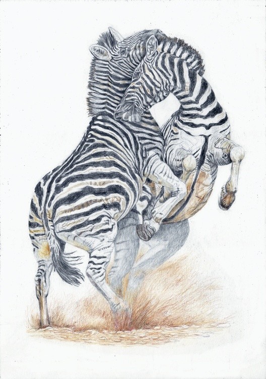  Zebras