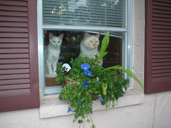 Lucy and Nero behind the window