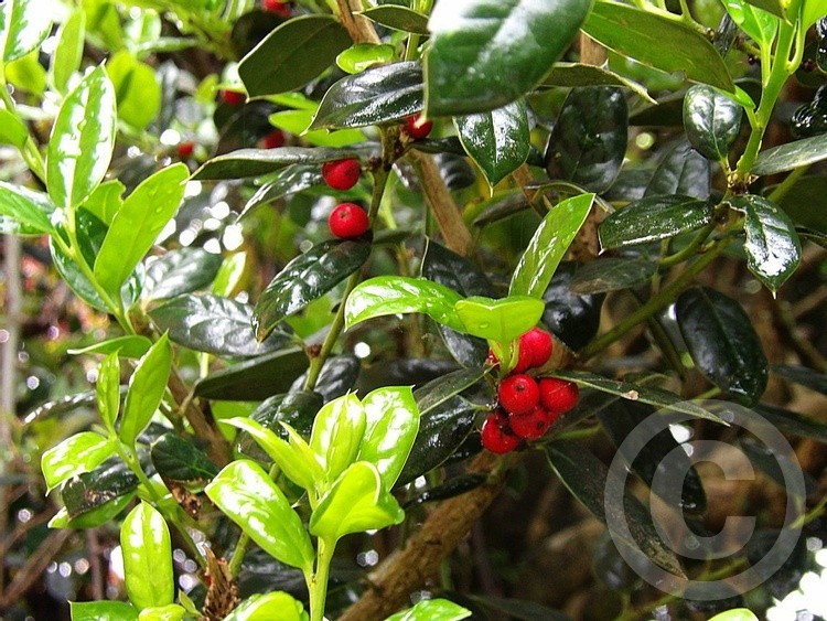 Hidden Berries 