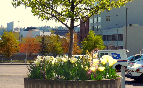 spring comes to Tacoma