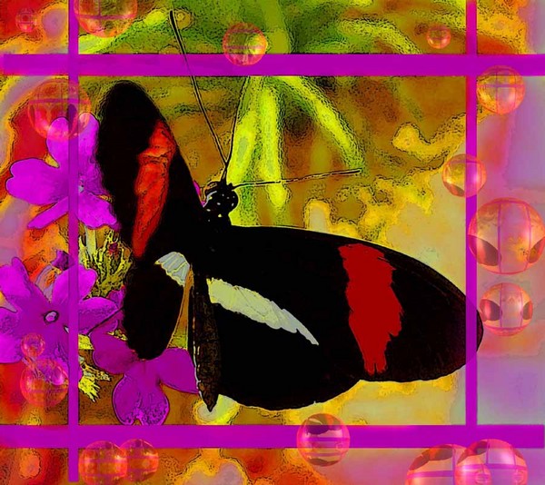 End of summer butterfly