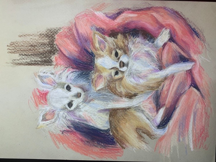 Dogs