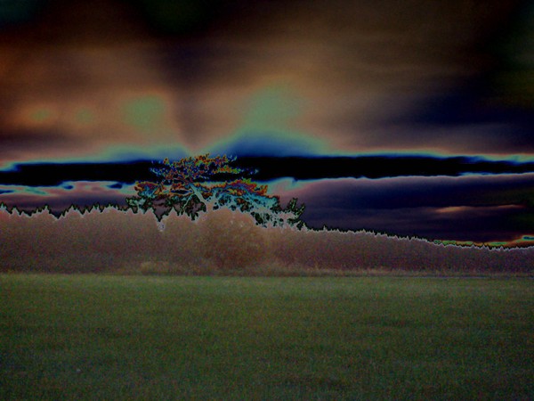 Sunset Tree
