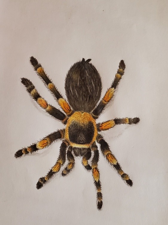 Tarantula
