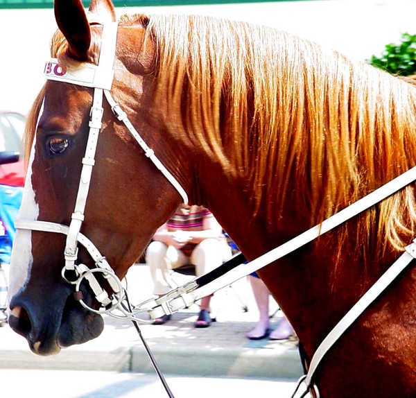 Horse